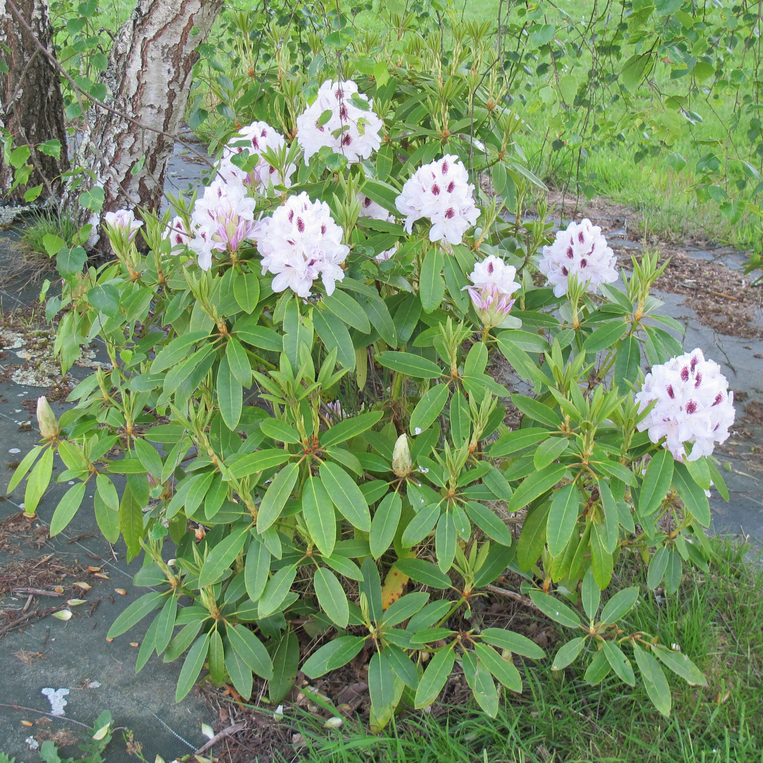 Rhododendron blanc 'Calsap' - Vente en ligne au meilleur prix