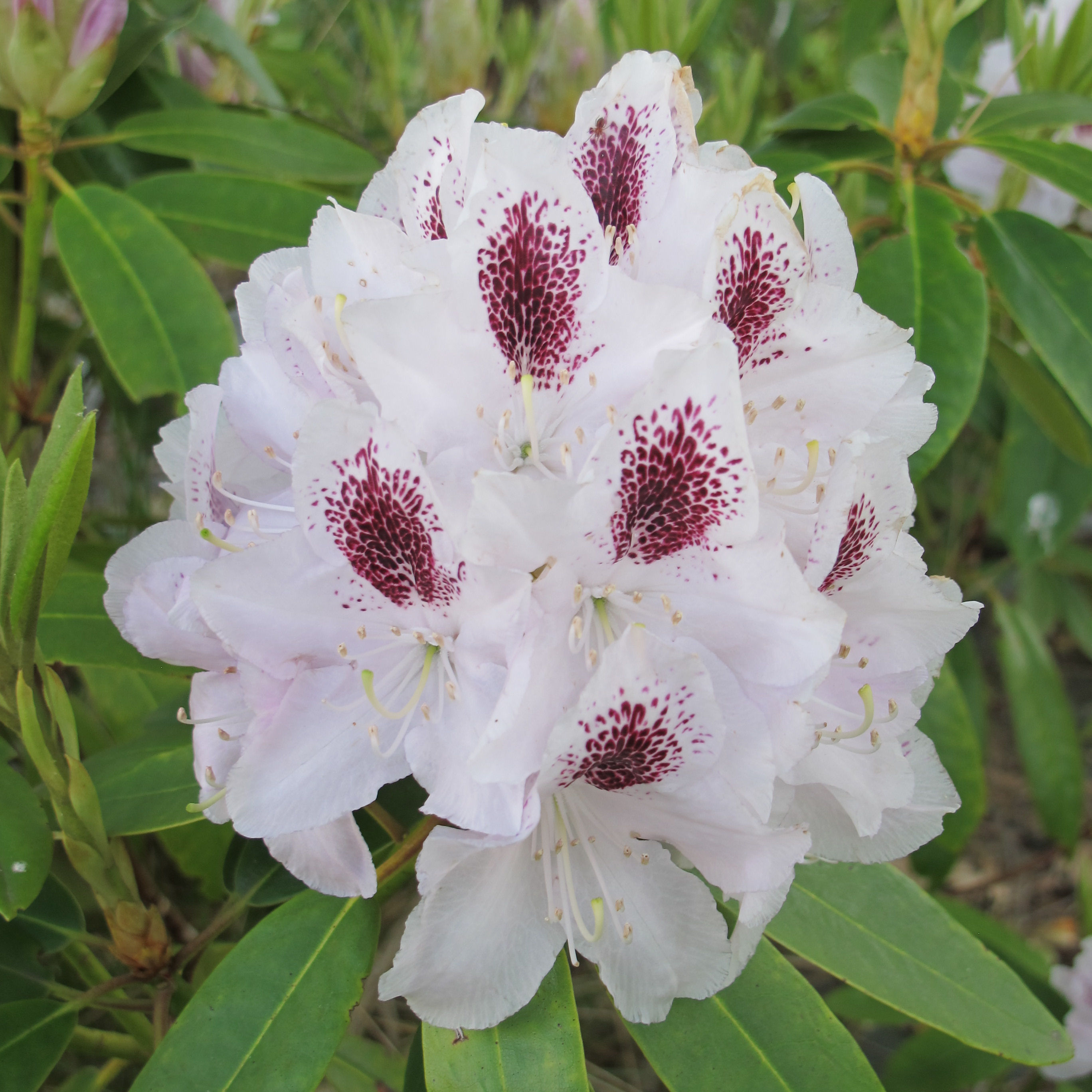Rhododendron blanc 'Calsap' - Vente en ligne au meilleur prix