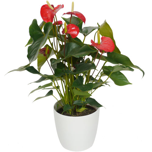 Plante d'intérieur - Anthurium rouge +Pot Blanc - Vente en ligne au ...