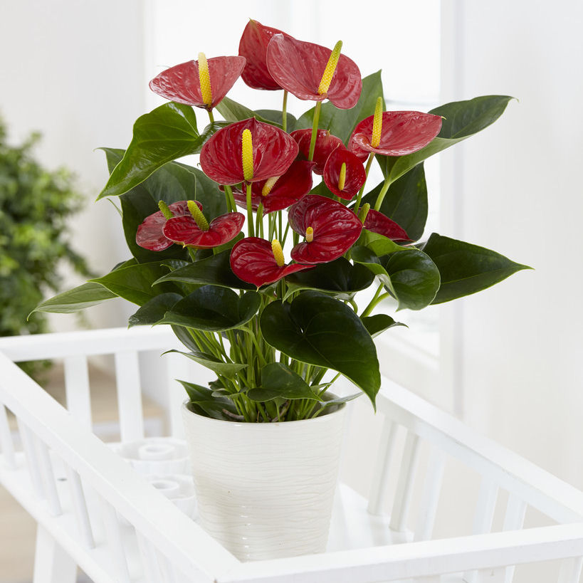 Plante d'intérieur - Anthurium rouge +Pot Blanc - Vente en ligne au ...