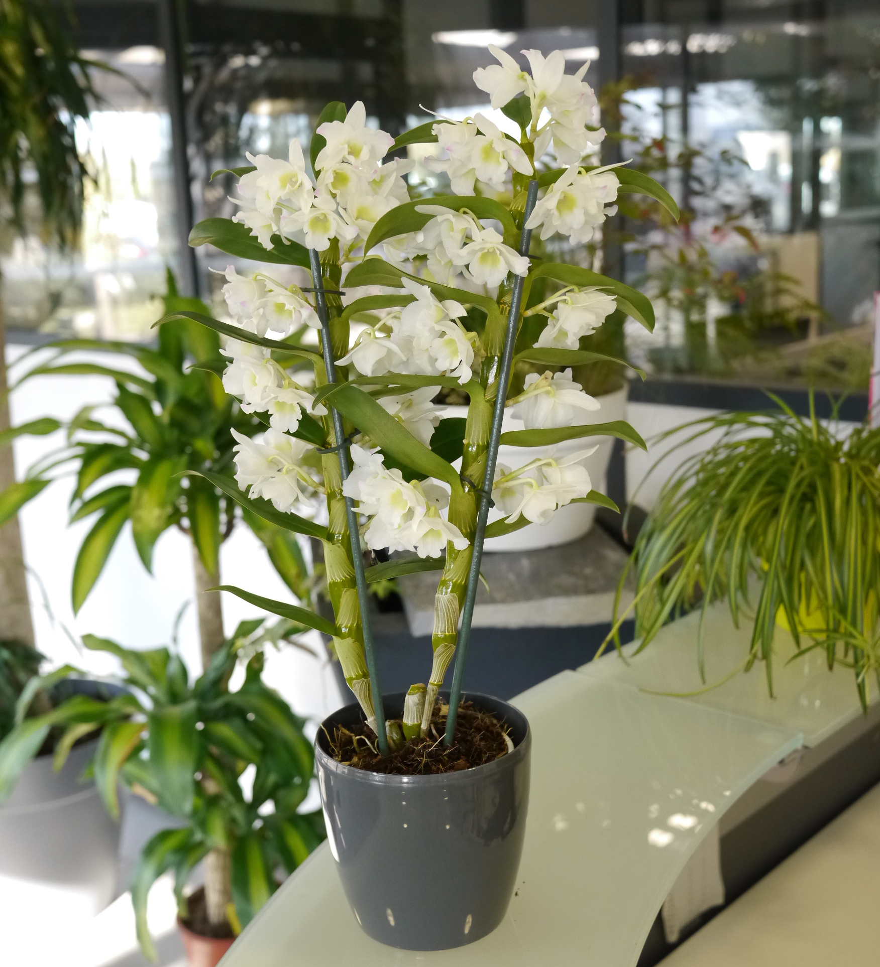 Kalanchoe Orange Cache Pot Anthracite - Vente En Ligne Au Meilleur Prix