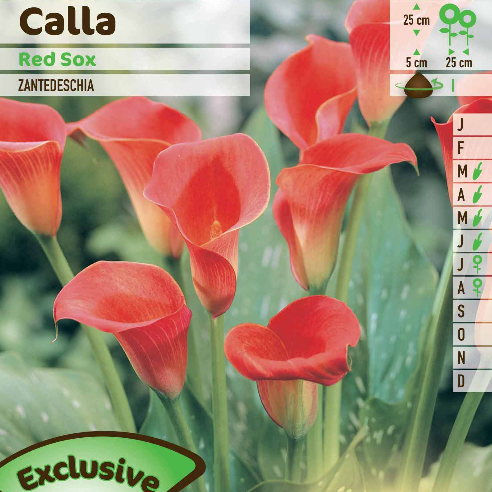 Calla (Arum) 'Rouge' - Vente en ligne au meilleur prix