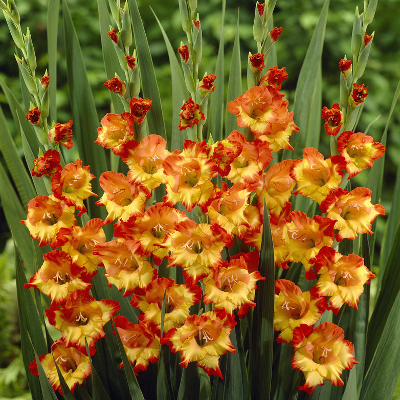 Glaïeul ou Gladiolus colvillei Robinetta Bulbe calibre 10 (par 15