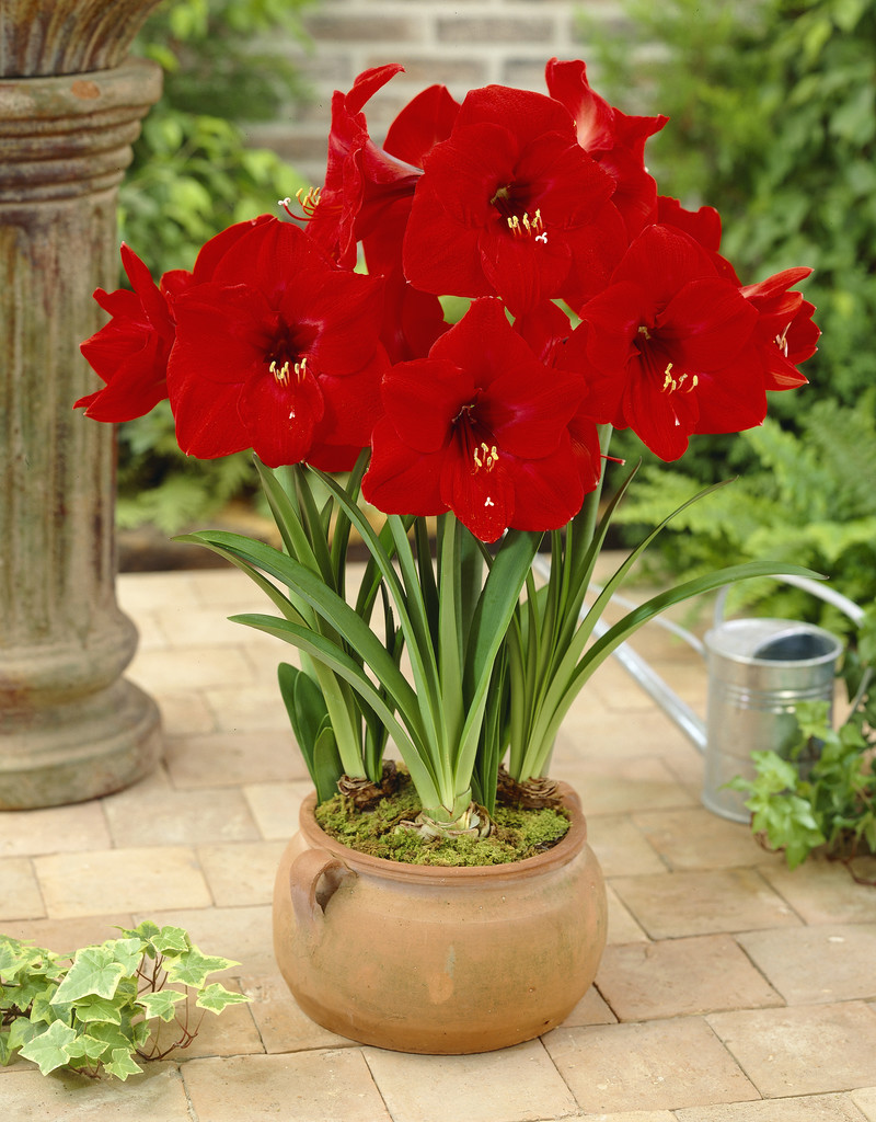 Bulbe Amaryllis Red Lion Grand Format 26/30 - Fleur D'intérieur Spectaculaire, Facile à Cultiver