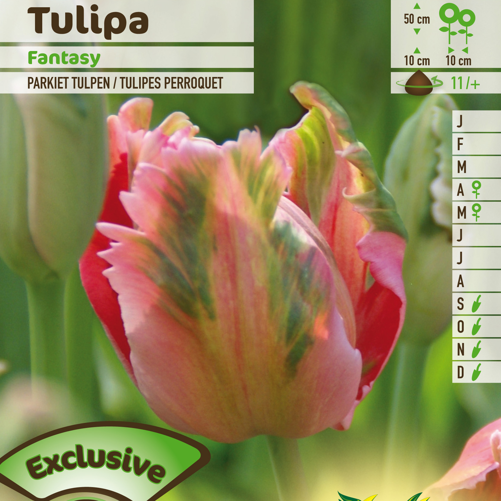 Tulipe Perroquet Fantasy Vente En Ligne Au Meilleur Prix tulipe-perroquet-fantasy-vente-en-ligne-au-meilleur-prix