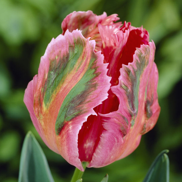 Tulipe Perroquet Fantasy Vente En Ligne Au Meilleur Prix tulipe-perroquet-fantasy-vente-en-ligne-au-meilleur-prix