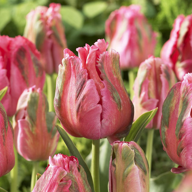 Tulipe Perroquet Fantasy Vente En Ligne Au Meilleur Prix tulipe-perroquet-fantasy-vente-en-ligne-au-meilleur-prix