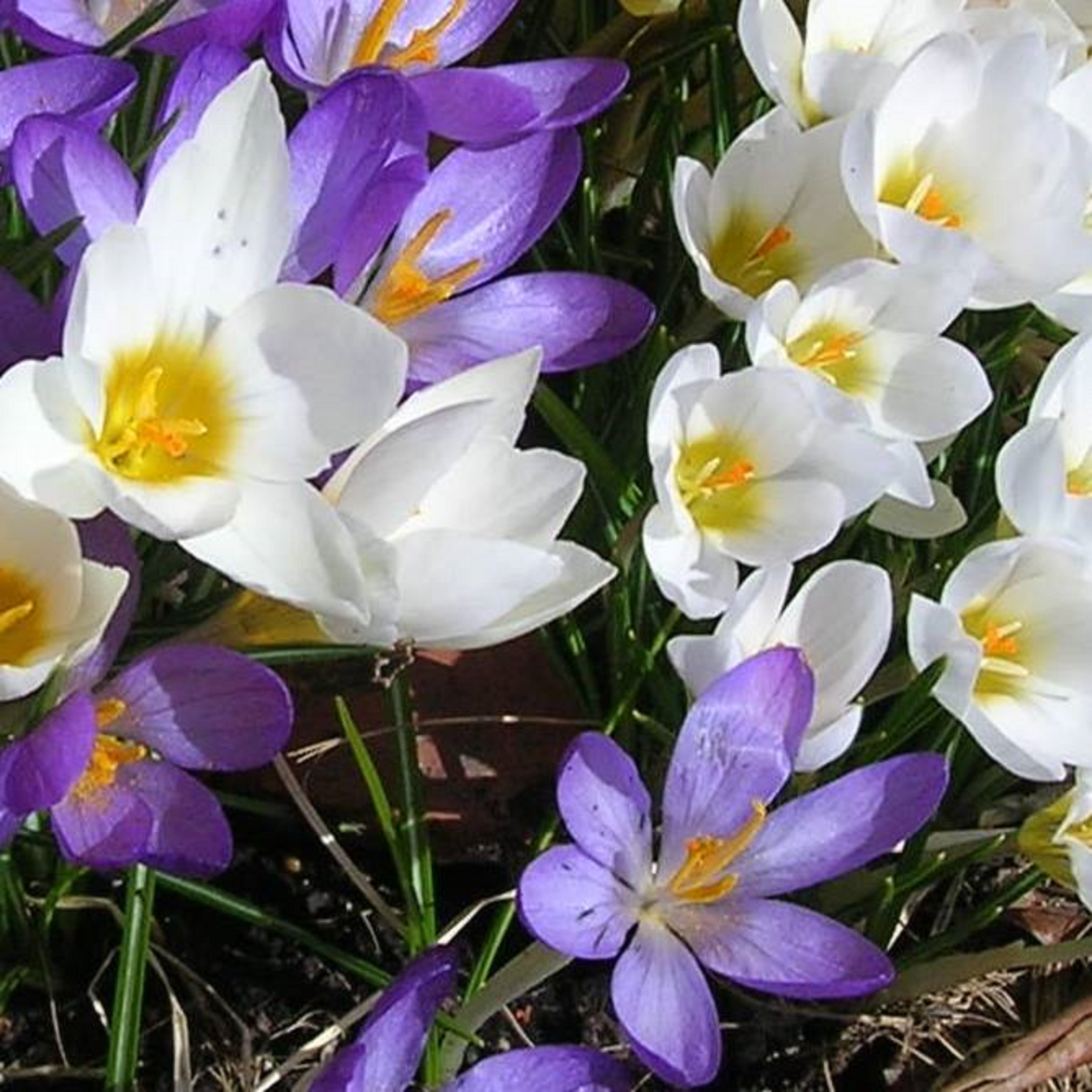 5 Bulbes De Crocus Vernus à Grandes Fleurs - Mélange De Couleurs (Blanc, Jaune, Violet) - Plantation Automne, Floraison Fin Hiver