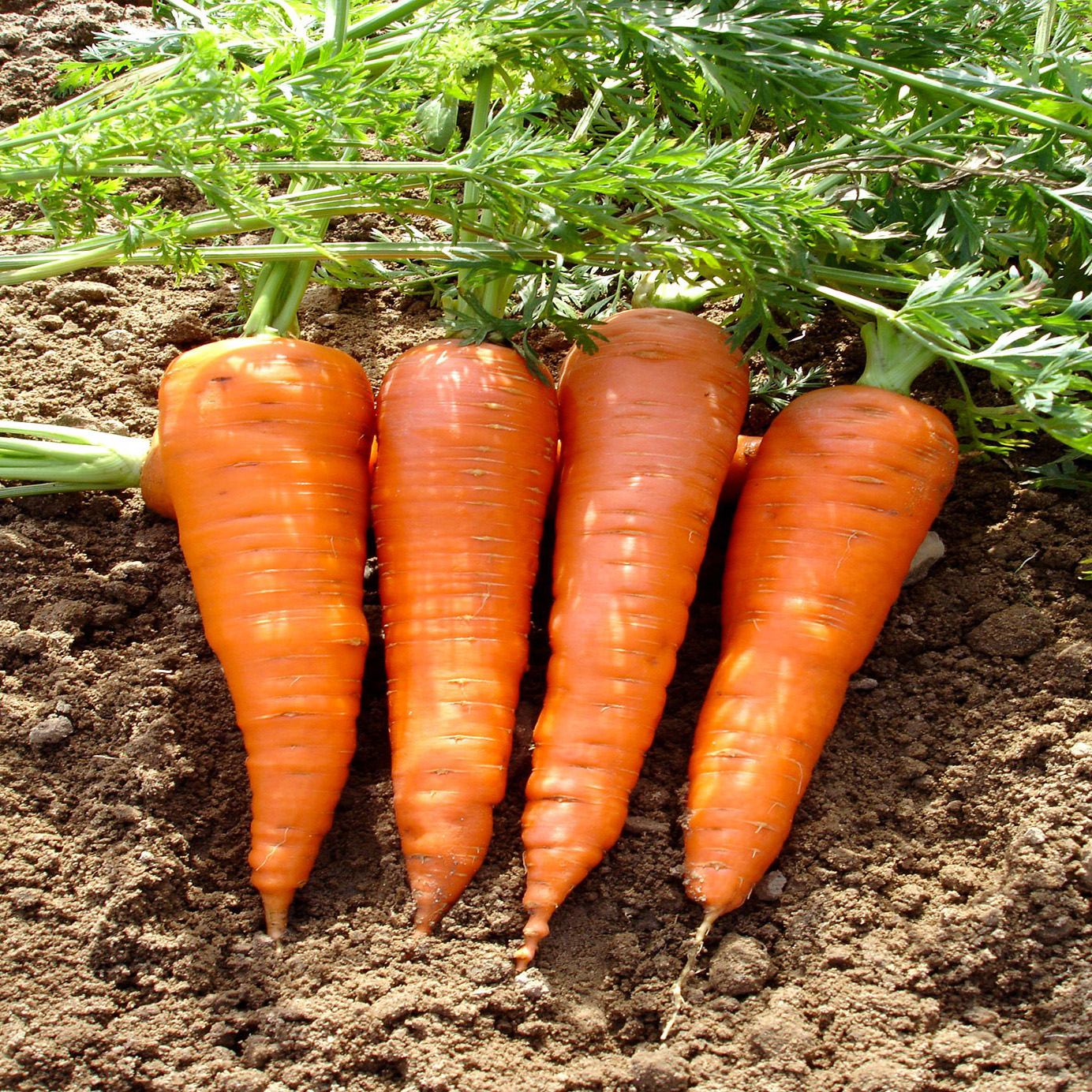 Graines De Carottes Chantenay – Variété Ancienne Orange à Cœur Rouge – Facile à Cultiver, Goût Sucré
