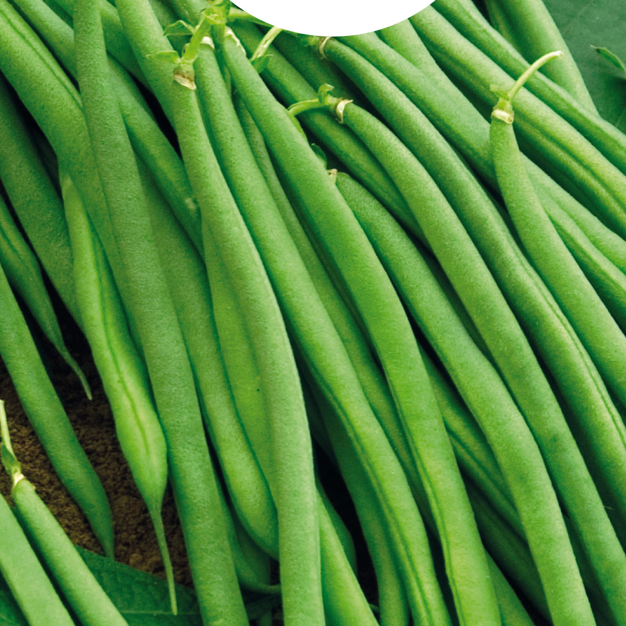 Sachet De Graines De Haricot Nain Mangetout Argus – 60 G – Variété Non Hybride, Non Traitée, Semences Potagères Qualité Les Graines Bocquet