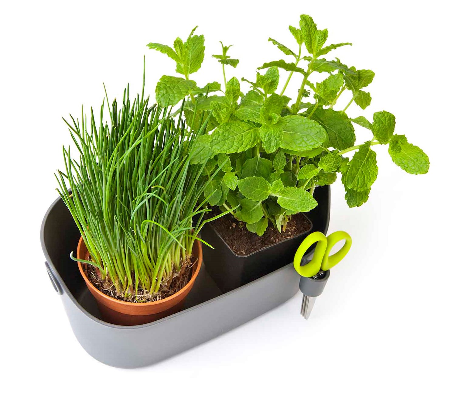 Ambolio Vaso per Erbe Aromatiche da Interno, Vaso da Fiori