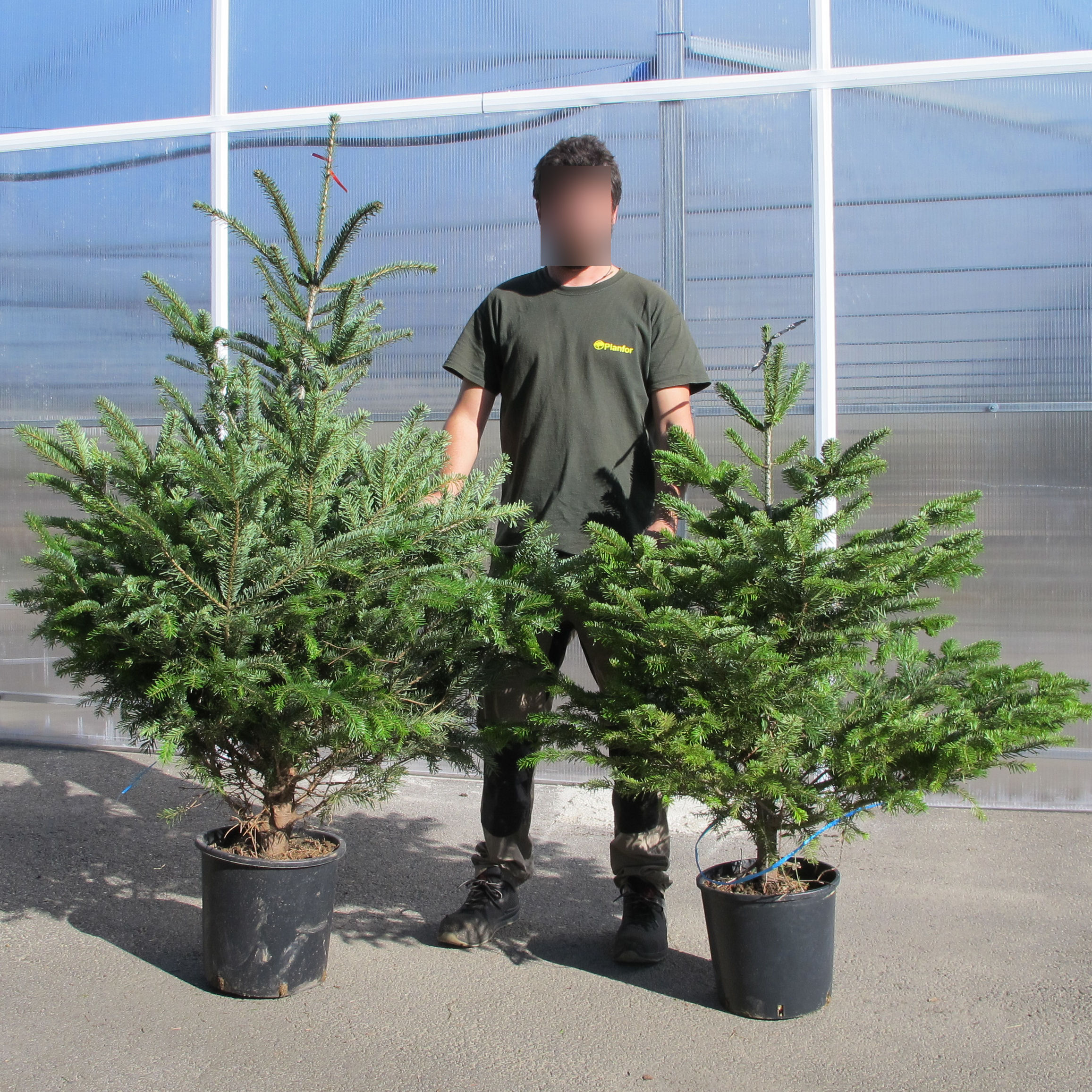 Sapin Nordmann Leclerc 2022