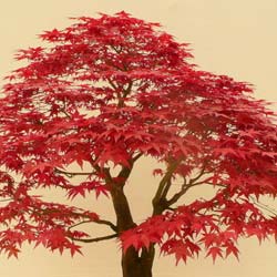 Japanese Maple 'Deshojo'