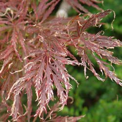 Arce japons 'Dissectum garnet'