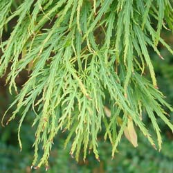 Japanese Maple 'Dissectum viridis'