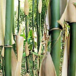 Bambues Para Setos