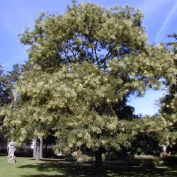 Catalogo de arboles ya crecidos