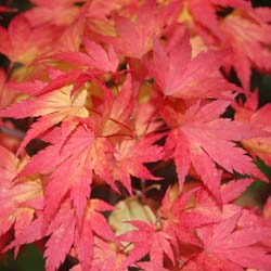 Japanese Maple 'Orange Dream'