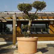 Pot gant pour arbre