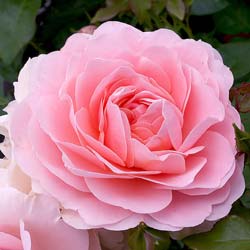 Rosa grandiflora “Brittannia” Rosier en pot à grandes fleurs Roses orange-rose Pot Ø 17cm Hauteur 40 cm 