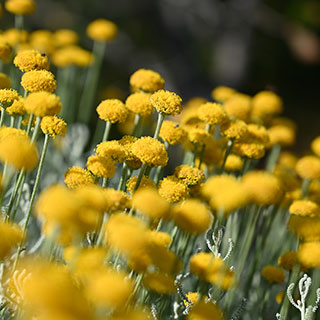 Santolina prateada Santolina prateada