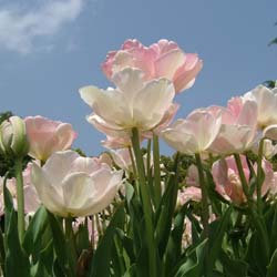 Vente bulbes de Tulipe blanche