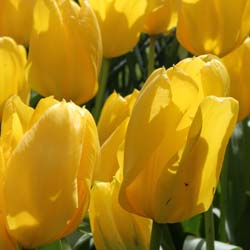 Vente bulbes de Tulipe jaune