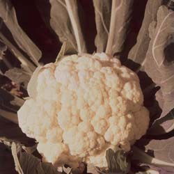 Chou-fleur géant d'Automne Primus