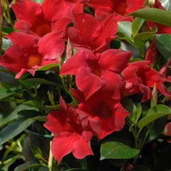 Dipladenia Rouge / Dipladenia Sanderi rubra