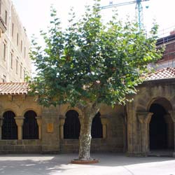 Platanus%20acerifolia