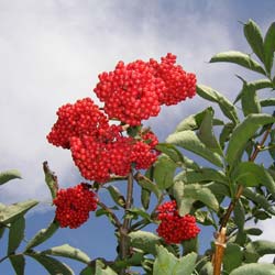 Sambucus racemosa