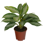 Chinese Evergreen