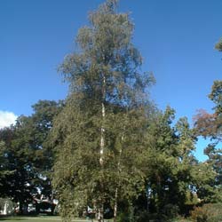 Bouleau  / Betula pendula