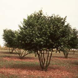 Corylus avellana - Tuber melanosporum