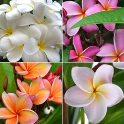 Frangipanier / Plumeria