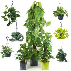 Pothos, Scindapsus / Scindapsus