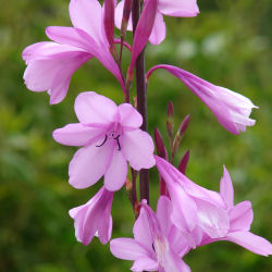 Watsonia borbonica