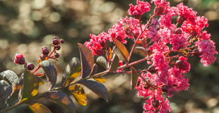 Taillez le lagerstroemia