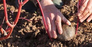 Multipliez par marcottage