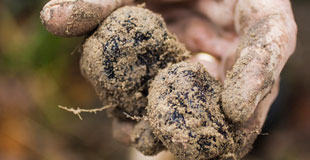 Des truffes chez vous