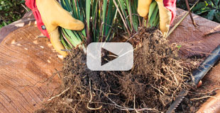 Divisez vos plantes vivaces