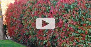 planter les photinias