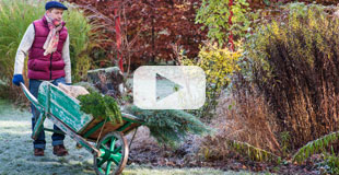 Arbuste à transplanter