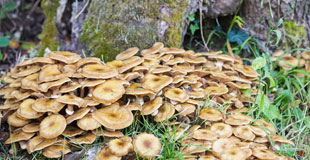 Attention au pourridié