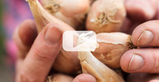 Oignons, échalotes, ail