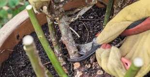 tailler les arbustes