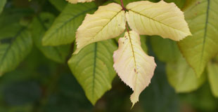 Feuilles décolorées ?