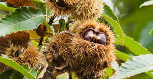 Un bel arbre fruitier qui pousse vite !