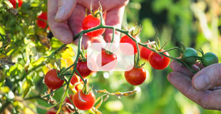 Faciles, les tomates-cerises