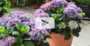 Essayez les hortensias en pot